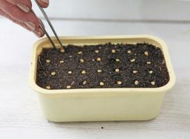 Hur man odlar paprika rum i hemmet. Några viktiga regler