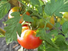 Tomat lidelse-2. Vad ska tomaterna i augusti