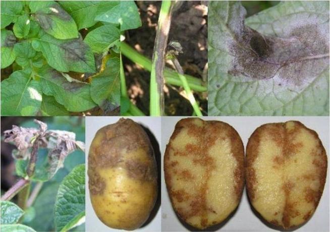 Potatis med Phytophthora (Foto från internet)