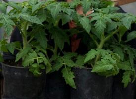 Secrets att växa sig starka och kompakt plantor av tomat.