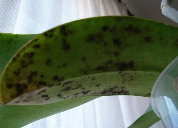 Sooty svamp på Orchid ( https://agronomu.com/)