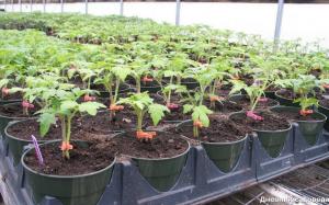 Behandla tomatplantor: väteperoxid