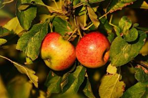 Hur lätt att sprida fruktträd