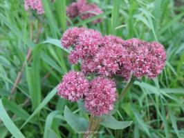 Top 7 bästa perenner "för lata" med vackra blommor