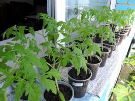 Varför inte sår tomatplantor för tidigt