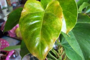 Anthurium blad sjukdom. Hur man sparar en vacker växt