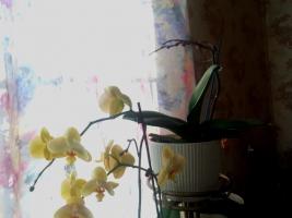 Bärnstenssyra hjälper inte orkidéer. Huvud myten om Internet