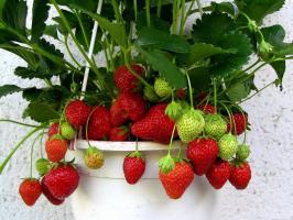 Hur man samlar jordgubbar på fönsterbrädan hela året 🍓