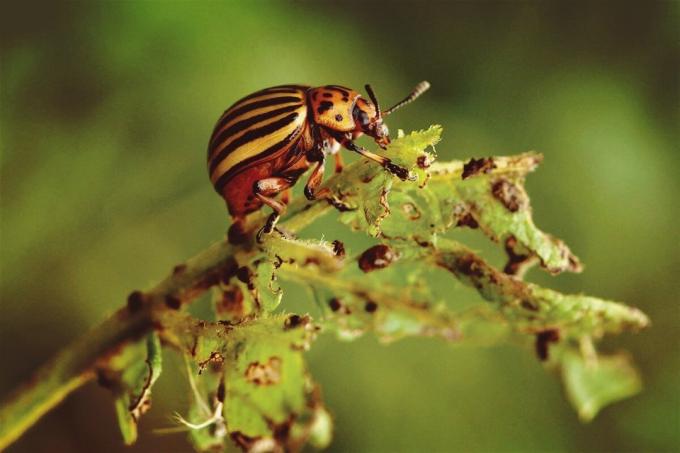 Varför kan inte driva koloradoskalbaggar? | ZikZak