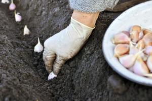 Som vård trädgårdsmästare förbereder före plantering vintern vitlök
