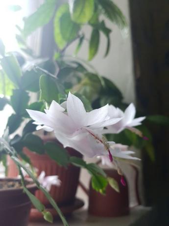 Så min vita rosa DEKA blommade förra året
