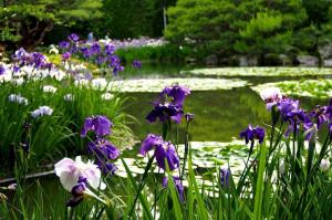 7 skäl till varför iris i din trädgård att blomma. Komplett guide till odlaren