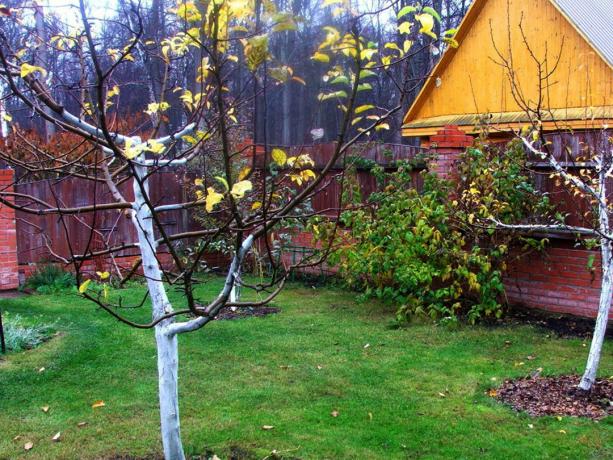 Autumn Garden på datja. Bilder (dachaa.ru)