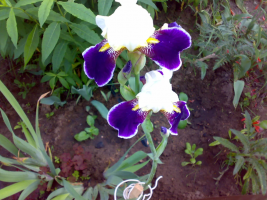 Posada skäggig iris i september. Varför inte blommar på sommaren. nyanser landning