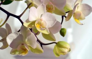 Om bladen har gul orkidé vad göra?