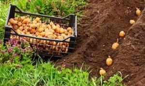 Vem kommer att bötfällas för plantering potatis personliga?