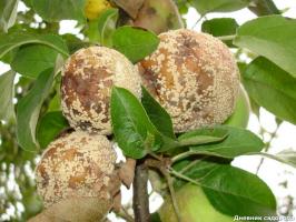 Vad händer om ruttnande päron och äpplen på ett träd
