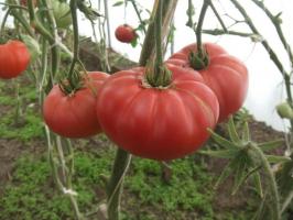 Kända Minusinsk tomat. Sorter som är tid testats