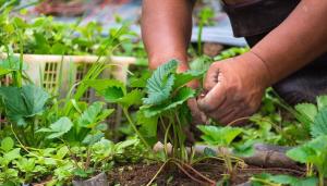 Bearbetning och gödsling jordgubbar i augusti: buskar och gröda hälsa är i våra händer