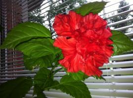 Kinesiska Rose (Hibiscus) inte blommar hemma: varför det händer och vad man ska göra?