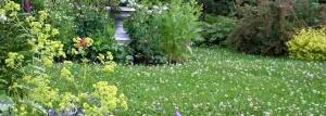 Fördelar och nackdelar med vitklöver gräsmatta