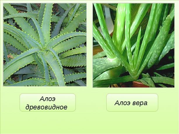 Uppenbara skillnaden aloe vera (agave) och aloe vera. Visa: https://mtdata.ru/u17/photo291F/20383075778-0/original.jpg