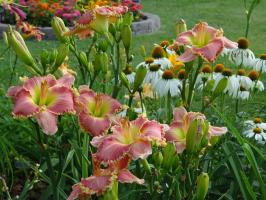 Varför inte blommar daylilies i trädgårdar