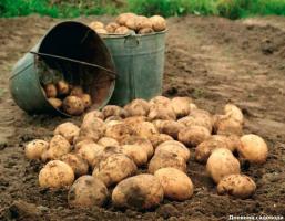 På grund av vad potatisen har upphört att vara så gott som i gamla dagar?