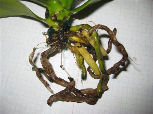 Ruttna rötter Phalaenopsis