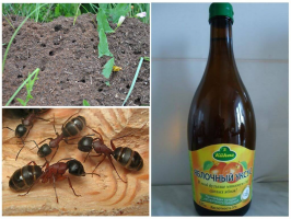 Hur man kan bli av myror på våren: resultatet efter 30 minuter
