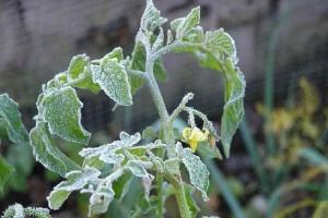 Vilka metoder kan skydda tomatplantor från frost.