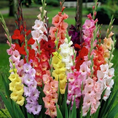 Mångfalden av färger gladiolus