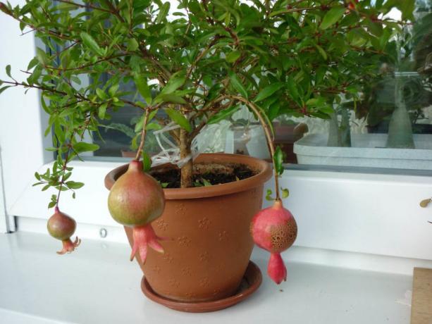Pomegranate på en fönsterkarm. Foto för artikeln är hämtade från Internet