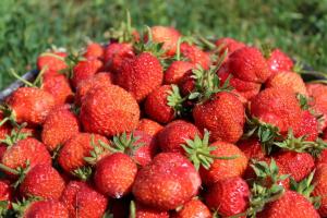 Hur man ordentligt hand om jordgubbar under frukt