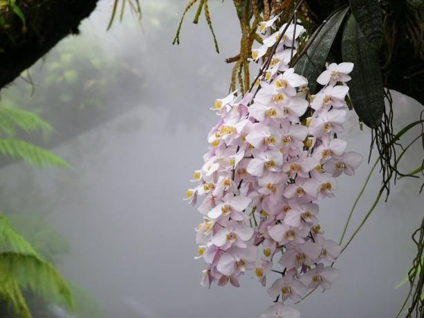 Phalaenopsis orkidé i det vilda. Foto för artikeln, tog jag till Internet