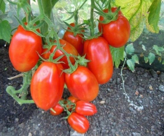 Frukterna av tomater