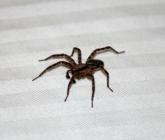 Tecken på spindlar i lägenheten | ZikZak