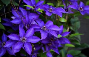 Otroligt vacker Clematis. 5 viktiga tips för en grönskande blommande