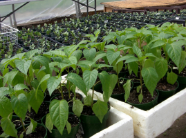 Vi odlar paprika. 1 st. eller 2 bitar. planterade i ett hål? Experiment på platsen