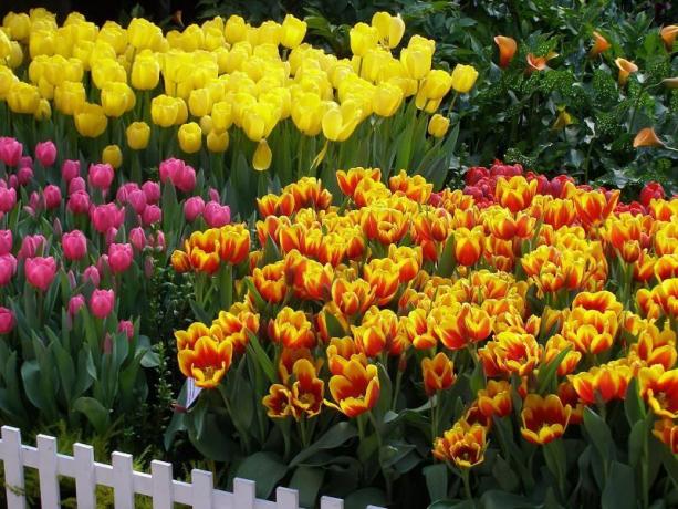Tulpaner - kanske den mest kända glödlampa blommor