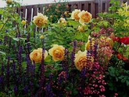 Vilka växter kommer att se bra med rosor (från annueller till buskar). 11 exempel