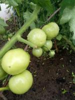 Förbered tomat öppen mark i den regniga perioden. Vad gör man med buskar av tomater