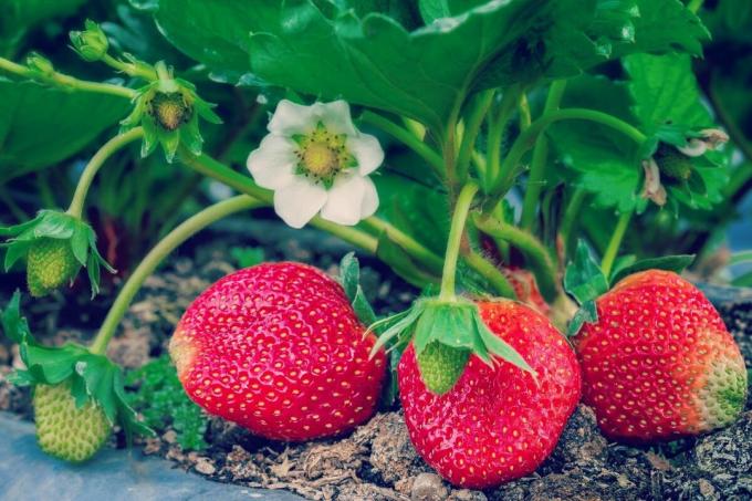 Hur att befrukta jordgubbarna? 4 människors sätt | ZikZak