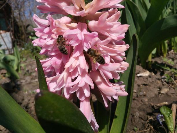 Hyacint i min trädgård