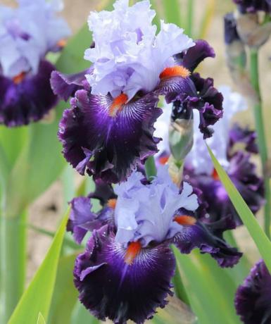 Vacker blomma sort skäggig iris