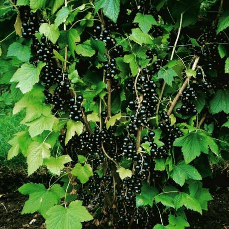Avundsvärd skörd av svarta vinbär. Foto för artikeln är hämtade från Internet