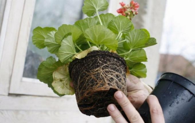 Geranium transplanterade omlastning utan att skada rötterna. Foto: fermer.blog