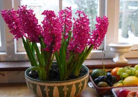 Neodnorazovy: lyckliga ägare hyacint. 3 läcker blomma och hur man underhåller efter blomningen
