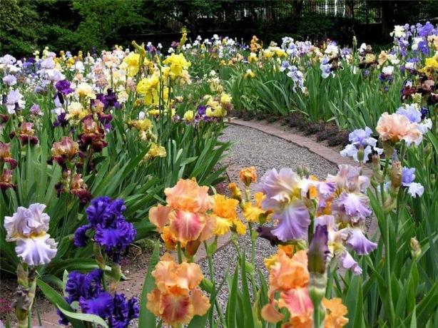 Iris fans skapar hela trädgårdar denna växt. De kallas iridariyami. Tvekan om att för en sådan skönhet ingen bryr sig. 