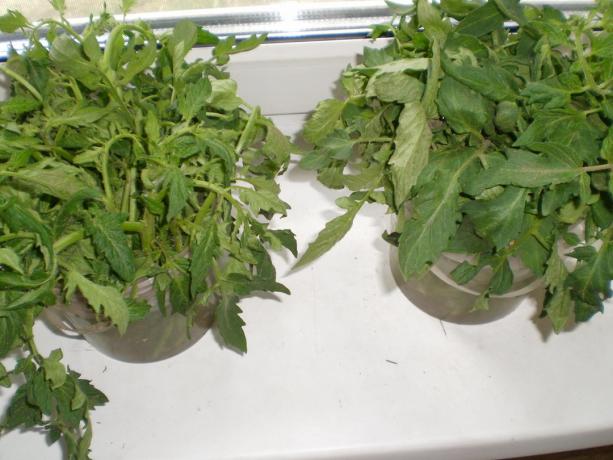 Använda tomat styvbarn att få plantor. Att hålla i vatten i 4-5 dagar tills rötterna